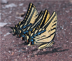 Male Two-tailed Swallowtails (Papilio multicaudata) mudpuddling. June 26,  Cochise Co., AZ. 