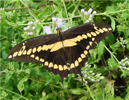 Giant Swallowtail (Papilio cresphontes). Oct. 24, National Butterfly Center, Hidalgo Co., TX. 