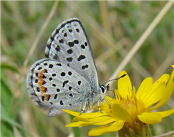 'Sulphur-flower' Dotted Blue (Euphilotes enoptes ancilla). July 6, Jefferson Co., CO.
