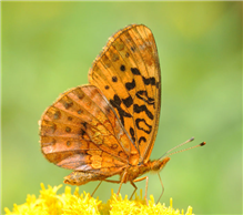 A Meadow Fritillary (Boloria bellona) on goldenrod. Aug. 20, Sussex Co., NJ. 