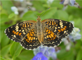 A female Phaon Crescent (Phyciodes phaon). June 14, National Butterfly Center, Hidalgo Co., TX.