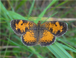 A male Northern Crescent (Phyciodes selenis). June 23, Lake Co., MN.