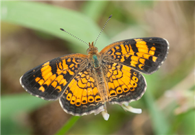 A male Pearl Crescent (Phyciodes tharos). June 12, Marshall Co., AL.