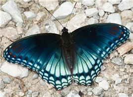 Red-spotted Purple (Limenitis arthemis astyanax). July 20, Sharkey Co., MS.