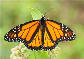 A male Monarch (Danaus plexippus). July 9, Cumberland Co., NJ.