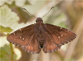Northern Cloudywing (Thorybes pylades). May 7, Shasta Co., CA.